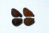  ( - RVcoll14W710)  @12 [ ] CreativeCommons - Attribution Non-Commercial (2015) Marko Mutanen University of Oulu