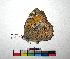  ( - RVcoll14L010)  @12 [ ] Copyright (2016) Roger Vila Institut de Biologia Evolutiva (CSIC-UPF), Butterfly Diversity and Evolution Lab