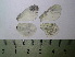  ( - RVcoll09V324)  @11 [ ] Copyright (2015) Vlad Dinca Institut de Biologia Evolutiva (CSIC-UPF)