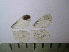  ( - RVcoll11G166)  @11 [ ] Copyright (2015) Vlad Dinca Institut de Biologia Evolutiva (CSIC-UPF)