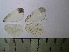  ( - RVcoll12Q380)  @11 [ ] Copyright (2015) Vlad Dinca Institut de Biologia Evolutiva (CSIC-UPF)
