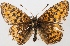  (Boloria angarensis - RVcoll14V785)  @14 [ ] CreativeCommons - Attribution Non-Commercial (2014) Marko Mutanen University of Oulu