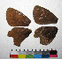  ( - RVcoll.08-L312)  @12 [ ] Copyright (2015) Vlad Dinca Institut de Biologia Evolutiva (CSIC-UPF)