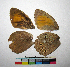  ( - RVcoll10A950)  @12 [ ] Copyright (2016) Roger Vila Institut de Biologia Evolutiva (CSIC-UPF), Butterfly Diversity and Evolution Lab