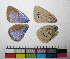 ( - RVcoll.06-G519)  @12 [ ] Butterfly Diversity and Evolution Lab (2014) Roger Vila Institute of Evolutionary Biology