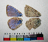  ( - RVcoll.07-Z063)  @12 [ ] Butterfly Diversity and Evolution Lab (2014) Roger Vila Institute of Evolutionary Biology