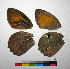  ( - RVcoll.14-F658)  @12 [ ] Copyright (2015) Vlad Dinca Institut de Biologia Evolutiva (CSIC-UPF)
