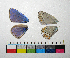  ( - RVcoll.14-F788)  @12 [ ] Copyright (2015) Vlad Dinca Institut de Biologia Evolutiva (CSIC-UPF)