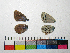  ( - RVcoll.14-F800)  @11 [ ] Copyright (2015) Vlad Dinca Institut de Biologia Evolutiva (CSIC-UPF)