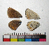  ( - RVcoll.14-F810)  @12 [ ] Copyright (2015) Vlad Dinca Institut de Biologia Evolutiva (CSIC-UPF)