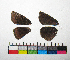  ( - RVcoll.14-F817)  @12 [ ] Copyright (2015) Vlad Dinca Institut de Biologia Evolutiva (CSIC-UPF)