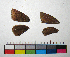  ( - RVcoll.14-F969)  @12 [ ] Copyright (2015) Vlad Dinca Institut de Biologia Evolutiva (CSIC-UPF)