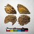  ( - RVcoll.14-F978)  @12 [ ] Copyright (2015) Vlad Dinca Institut de Biologia Evolutiva (CSIC-UPF)