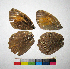  ( - RVcoll.14-G711)  @12 [ ] Copyright (2015) Vlad Dinca Institut de Biologia Evolutiva (CSIC-UPF)