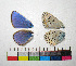  ( - RVcoll.14-G729)  @12 [ ] Copyright (2015) Vlad Dinca Institut de Biologia Evolutiva (CSIC-UPF)