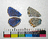 ( - RVcoll.14-G988)  @12 [ ] Copyright (2015) Vlad Dinca Institut de Biologia Evolutiva (CSIC-UPF)