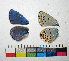  ( - RVcoll.14-G994)  @12 [ ] Copyright (2015) Vlad Dinca Institut de Biologia Evolutiva (CSIC-UPF)