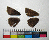  ( - RVcoll.14-H485)  @12 [ ] Copyright (2015) Vlad Dinca Institut de Biologia Evolutiva (CSIC-UPF)