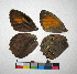  ( - RVcoll.14-H566)  @12 [ ] Copyright (2015) Vlad Dinca Institut de Biologia Evolutiva (CSIC-UPF)