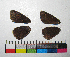  ( - RVcoll.14-H801)  @12 [ ] Copyright (2015) Vlad Dinca Institut de Biologia Evolutiva (CSIC-UPF)