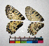  ( - RVcoll.12-M207)  @11 [ ] Copyright (2015) Vlad Dinca Institut de Biologia Evolutiva (CSIC-UPF)