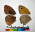  ( - RVcoll.12-N777)  @11 [ ] Copyright (2015) Vlad Dinca Institut de Biologia Evolutiva (CSIC-UPF)