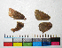  ( - RVcoll.12-N806)  @12 [ ] Copyright (2015) Vlad Dinca Institut de Biologia Evolutiva (CSIC-UPF)