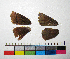  ( - RVcoll.12-N807)  @12 [ ] Copyright (2015) Vlad Dinca Institut de Biologia Evolutiva (CSIC-UPF)
