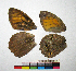  ( - RVcoll.12-N822)  @12 [ ] Copyright (2015) Vlad Dinca Institut de Biologia Evolutiva (CSIC-UPF)