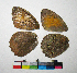  ( - RVcoll.14-F181)  @12 [ ] Copyright (2015) Vlad Dinca Institut de Biologia Evolutiva (CSIC-UPF)