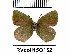  (Callophrys mystaphioides - RVcoll15Q152)  @11 [ ] Copyright (2016) Anatoly Krupitsky Unspecified