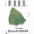  (Callophrys danchenkoi - RVcoll15Q154)  @11 [ ] Copyright (2016) Anatoly Krupitsky Unspecified