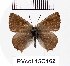  (Callophrys succuba - RVcoll15Q162)  @13 [ ] Copyright (2016) Anatoly Krupitsky Unspecified