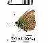  (Callophrys farsica - RVcoll15Q164)  @11 [ ] Copyright (2016) Anatoly Krupitsky Unspecified