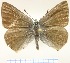  (Callophrys suaveola - KN00777)  @13 [ ] CreativeCommons - Attribution Non-Commercial (2014) Marko Mutanen University of Oulu