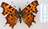  (Polygonia c-album - MM23799)  @14 [ ] CreativeCommons - Attribution Non-Commercial (2014) Marko Mutanen University of Oulu