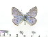  ( - RVcoll.14-O390)  @11 [ ] Copyright (2015) Gergely Katona Hungarian Natural History Museum