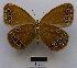  ( - RVcoll15O001)  @12 [ ] Copyright (2016) Roger Vila Institut de Biologia Evolutiva (CSIC-UPF), Butterfly Diversity and Evolution Lab