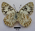  (Melanargia pherusa - RVcoll15O044)  @14 [ ] Copyright (2016) Emmanuel Zinszner Unspecified