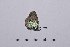  (Neolysandra - RVcoll14A937)  @13 [ ] Copyright (2016) Roger Vila Institut de Biologia Evolutiva (CSIC-UPF), Butterfly Diversity and Evolution Lab