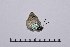  ( - RVcoll14A938)  @13 [ ] Copyright (2016) Roger Vila Institut de Biologia Evolutiva (CSIC-UPF), Butterfly Diversity and Evolution Lab