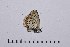  ( - RVcoll14A945)  @12 [ ] Copyright (2016) Roger Vila Institut de Biologia Evolutiva (CSIC-UPF), Butterfly Diversity and Evolution Lab