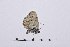  ( - RVcoll15Q079)  @13 [ ] Copyright (2016) Roger Vila Institut de Biologia Evolutiva (CSIC-UPF), Butterfly Diversity and Evolution Lab