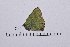  (Callophrys chalybeitincta - RVcoll15Q114)  @12 [ ] Copyright (2016) Roger Vila Institut de Biologia Evolutiva (CSIC-UPF), Butterfly Diversity and Evolution Lab