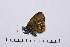  ( - RVcoll16H872)  @12 [ ] Copyright (2016) Roger Vila Institut de Biologia Evolutiva (CSIC-UPF), Butterfly Diversity and Evolution Lab