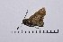  ( - RVcoll16H974)  @12 [ ] Copyright (2016) Roger Vila Institut de Biologia Evolutiva (CSIC-UPF), Butterfly Diversity and Evolution Lab