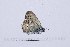  (Satyrium ledereri - RVcoll16J869)  @12 [ ] Copyright (2017) Vlad Dinca Unspecified
