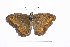  ( - RVcoll16I962)  @13 [ ] Copyright (2017) Vlad Dinca Unspecified