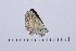  (Aricia montensis - RVcoll16J908)  @12 [ ] Copyright (2017) Vlad Dinca Unspecified