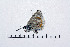  ( - RVcoll16J039)  @12 [ ] Copyright (2016) Roger Vila Institut de Biologia Evolutiva (CSIC-UPF), Butterfly Diversity and Evolution Lab
